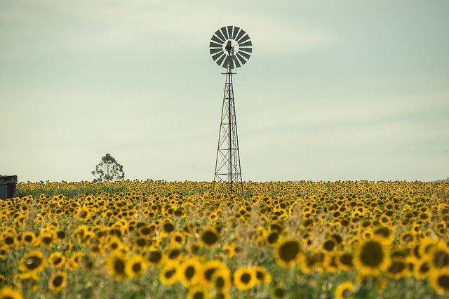 San Floro Sunflower